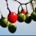 Dissecting Distinctions